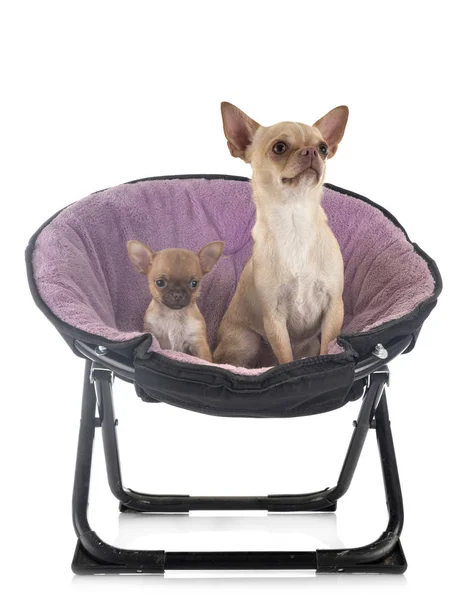 Chihuahua w studio — Zdjęcie stockowe