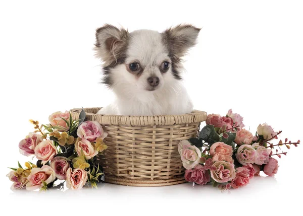 Chihuahua im Atelier — Stockfoto