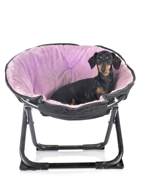 Dachshund Studio — Stok fotoğraf