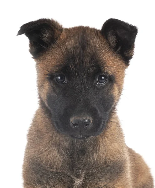 Welpe malinois im Studio — Stockfoto