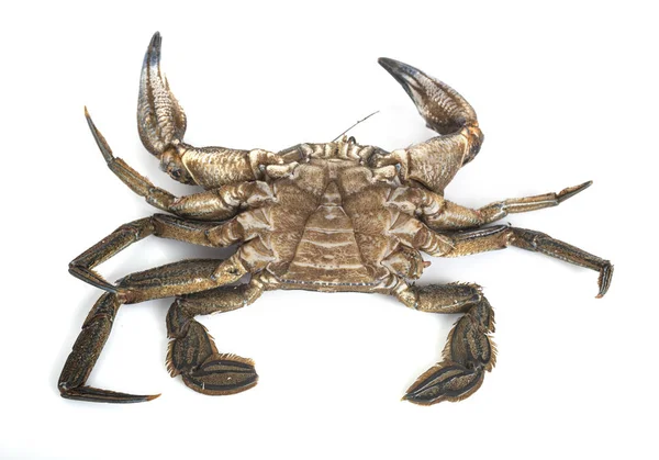 Velvet crab in studio — Stock Photo, Image