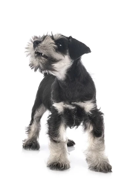 Schnauzer miniature en studio — Photo