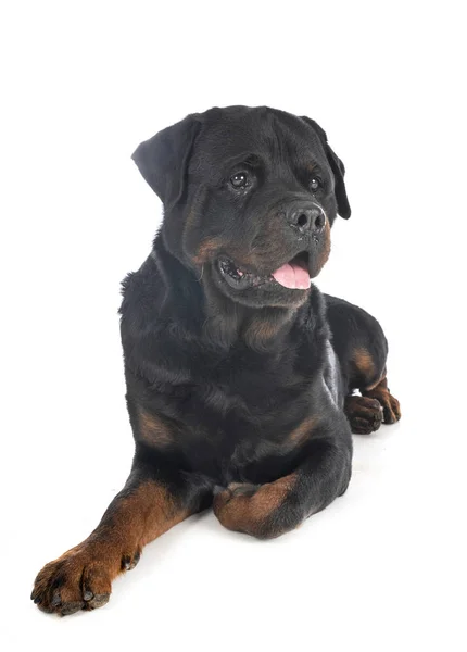 Rottweiler en estudio — Foto de Stock