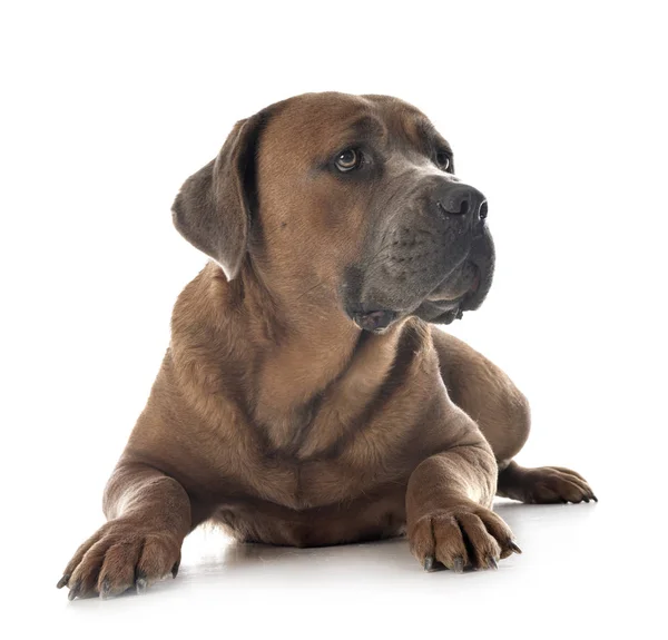 Cane corso in studio Royalty Free Stock Images