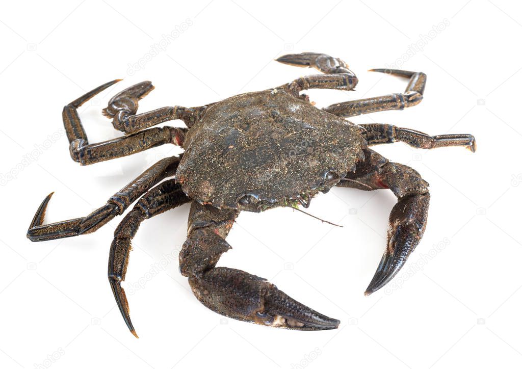 Velvet crab in studio