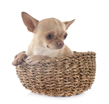 chihuahua Studio