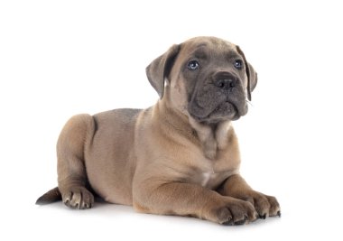 yavru cane corso