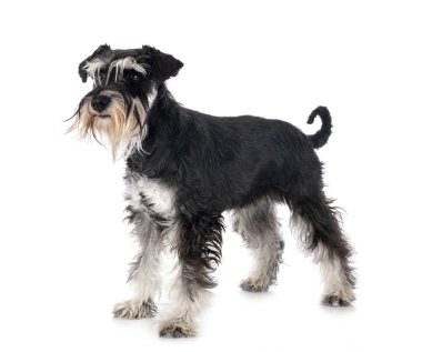 stüdyoda minyatür Schnauzer