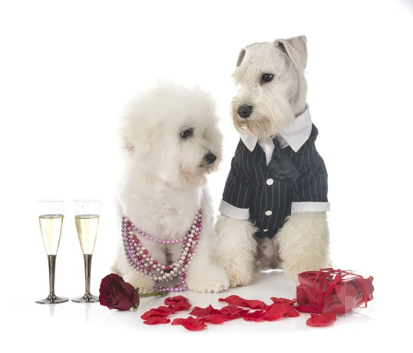 Cani e San Valentino — Foto Stock