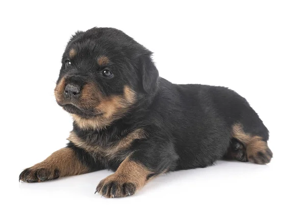 Cachorro rottweiler en estudio — Foto de Stock