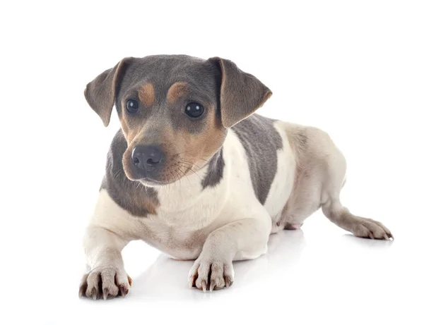 Brasilianischer Terrier im Studio — Stockfoto