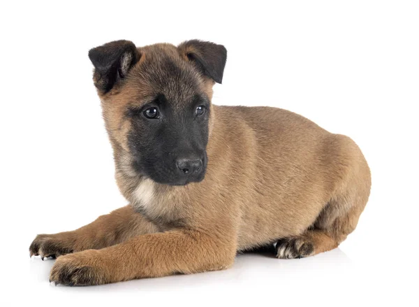 Welpe malinois im Studio — Stockfoto