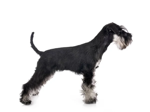 Miniatűr schnauzer a stúdióban — Stock Fotó