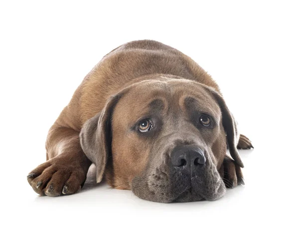 Cane corso in studio — Stock Photo, Image