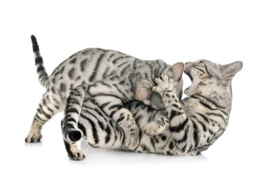 Bengal Cats Studio