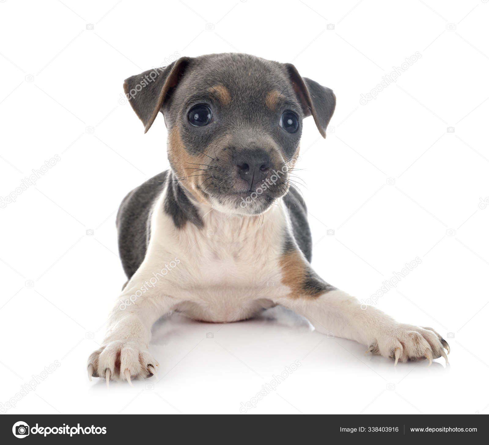 Puppy brazilian terrier in studio — Stock Photo © cynoclub #338403916