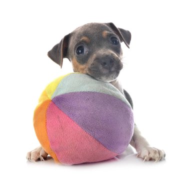 Stüdyoda yavru Brezilya teriyeri var.