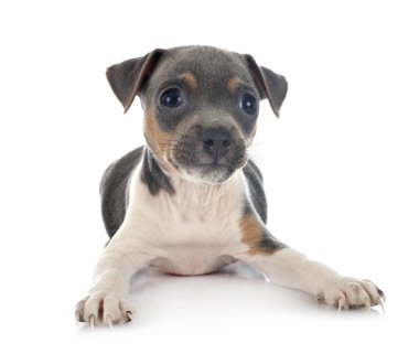 Stüdyoda yavru Brezilya teriyeri var.