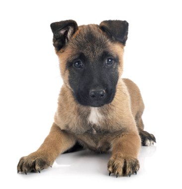 köpek yavrusu malinois Studio