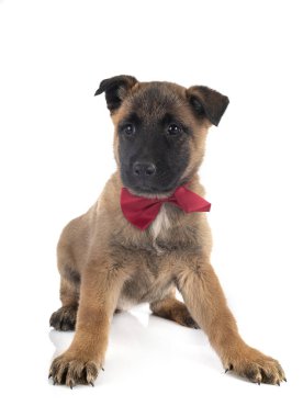 köpek yavrusu malinois Studio