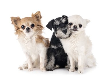 minyatür schnauzer ve chihuahua