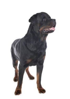 Rottweiler Studio