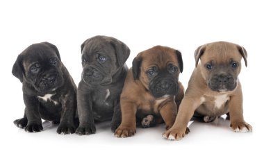 corso yavrular kamışı