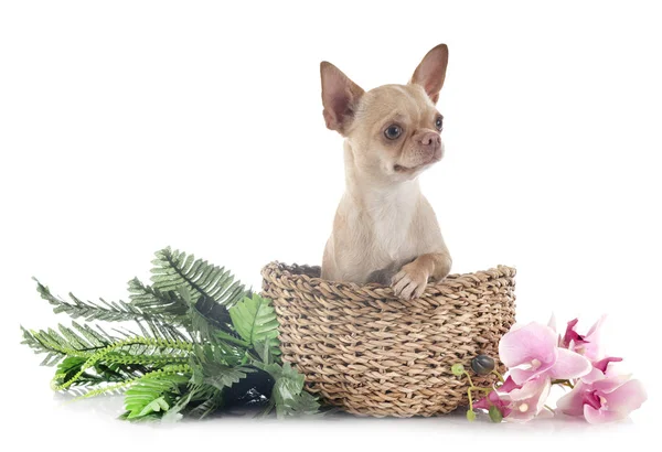 Chihuahua im Atelier — Stockfoto