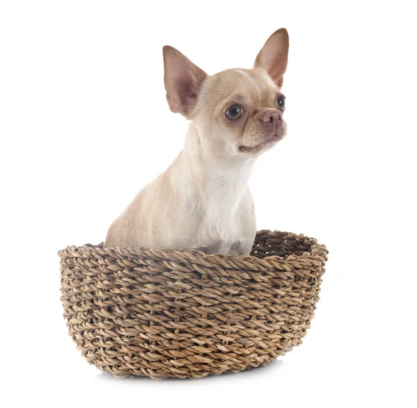 Chihuahua in studio — Stock Photo, Image