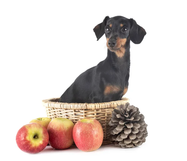 Dachshund in studio — Stockfoto