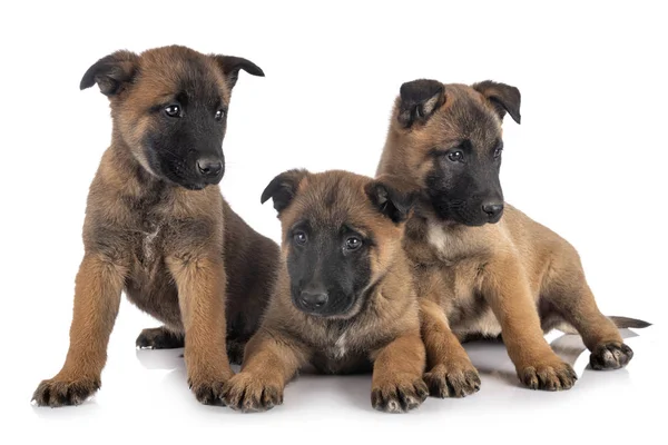 Puppies malinois in studio — Stock Photo, Image