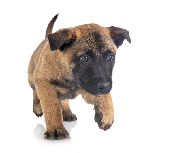 Köpek yavrusu malinois Studio — Stok fotoğraf