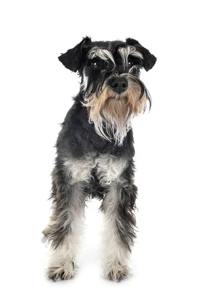 Schnauzer miniature en studio — Photo