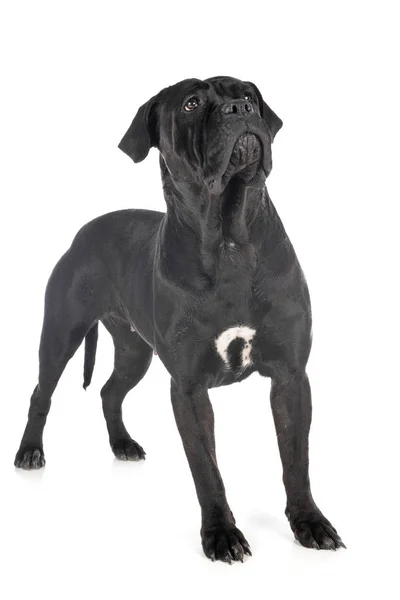 Cane corso в студии — стоковое фото