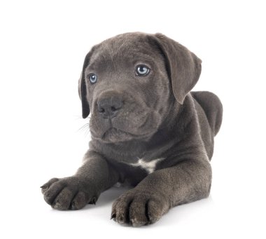 yavru cane corso