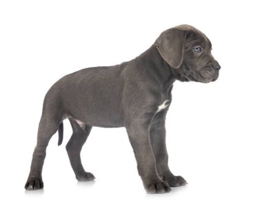yavru cane corso