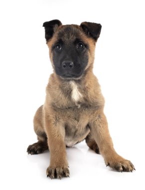 köpek yavrusu malinois Studio