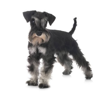 stüdyoda minyatür Schnauzer