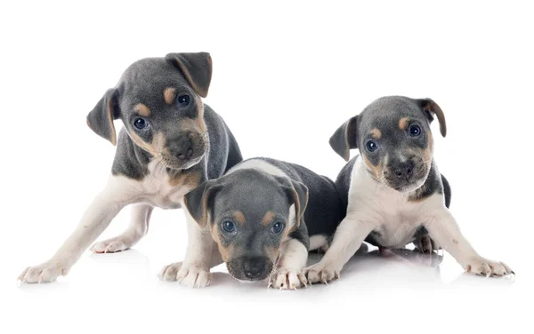 Puppies brazilian terrier in studio — Stock Photo, Image