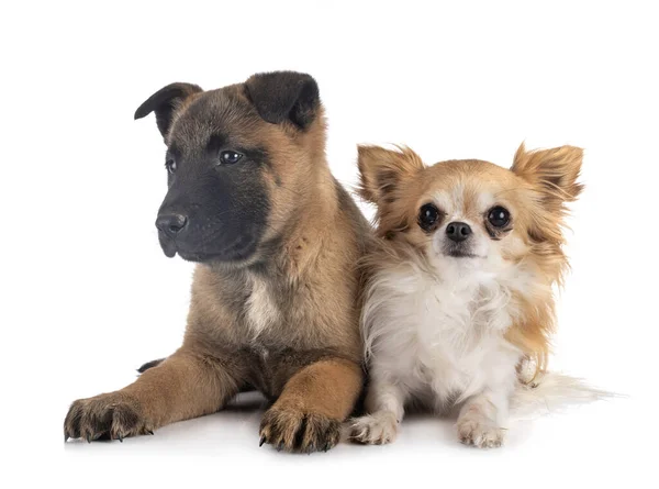 Puppy malinois and chihuahua — Stock Photo, Image