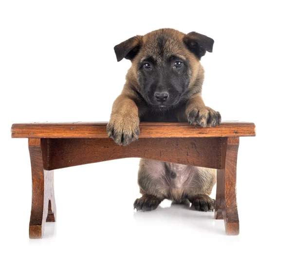 Puppy malinois in studio — Stock Photo, Image