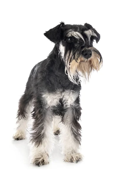 Miniatuur Schnauzer in Studio — Stockfoto