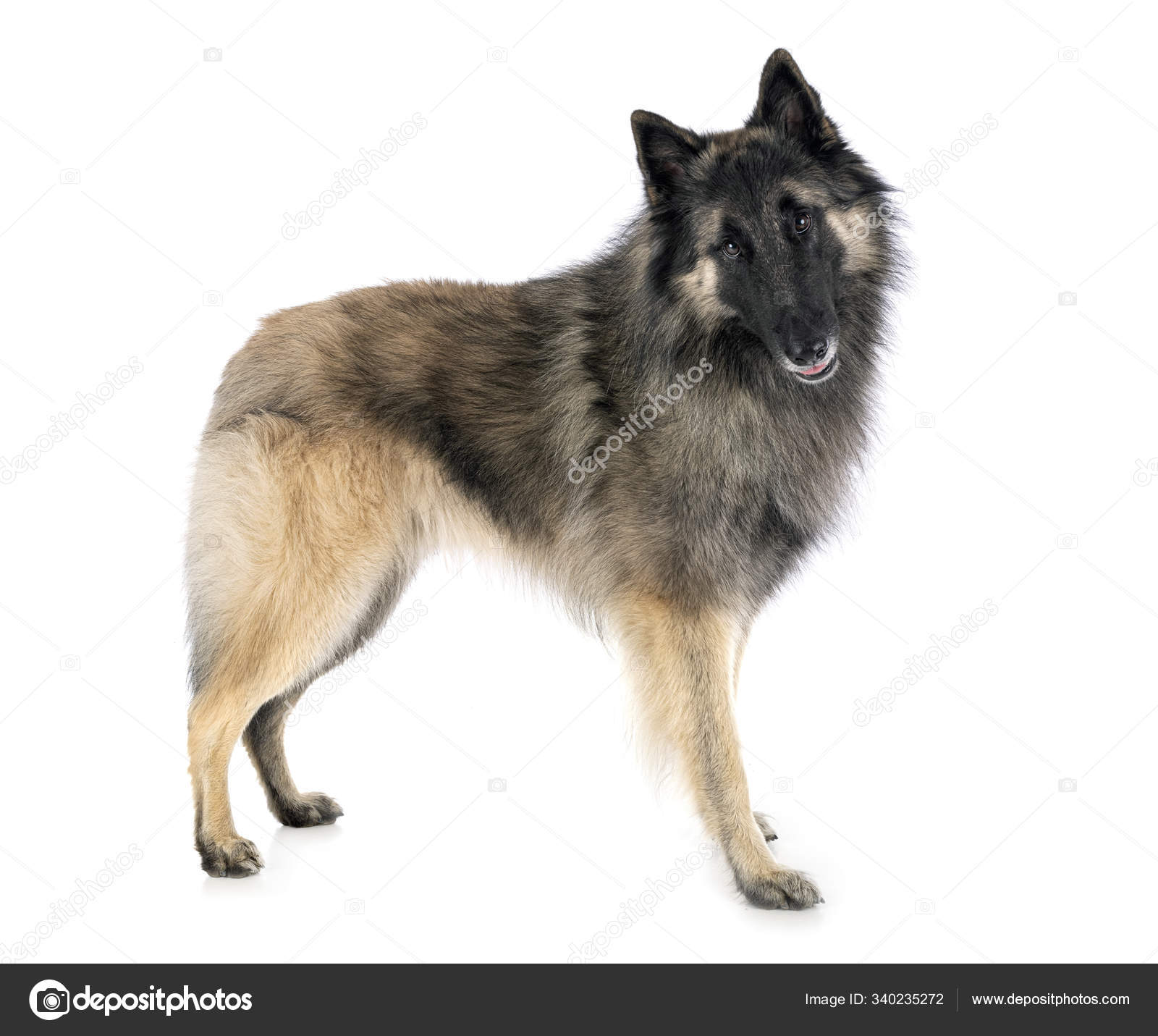 Tervueren en estudio — Foto de stock #340235272 © cynoclub