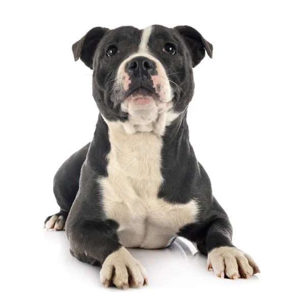 Staffordshire Bull Terrier — Zdjęcie stockowe