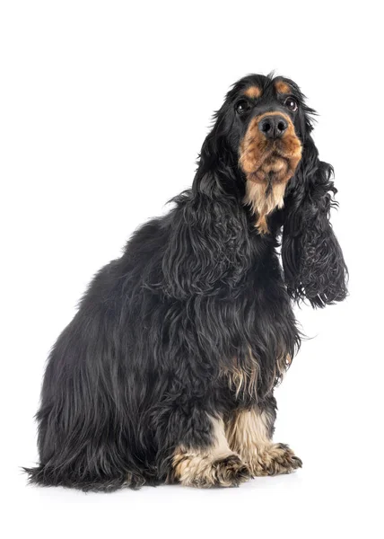 Cocker Spaniel im Studio — Stockfoto