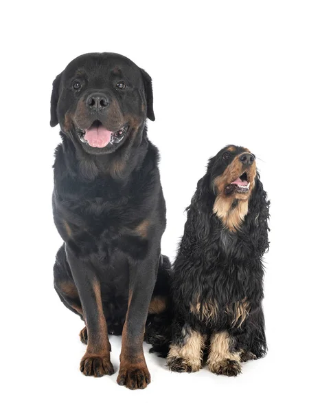 Cocker spaniel and rottweiler — Stock Photo, Image