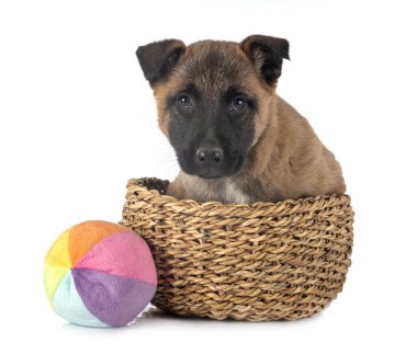 köpek yavrusu malinois Studio