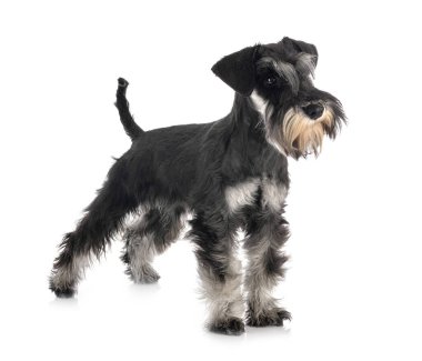 stüdyoda minyatür Schnauzer