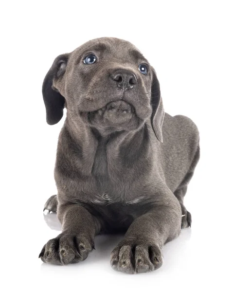 Yavru cane corso — Stok fotoğraf