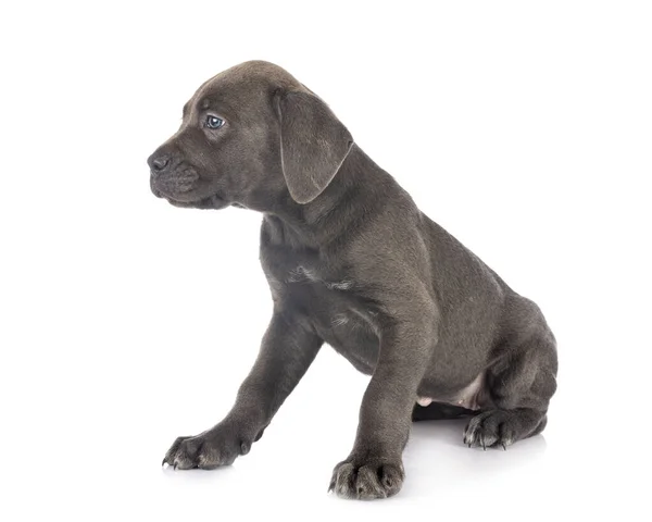 Puppy cane corso — Stockfoto